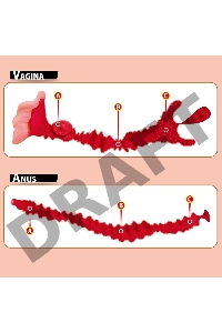Adel Мастурбатор-полуторс, анус и вагина, с двойным слоем материала