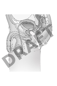 Белый массажер простаты - 12,7 см.