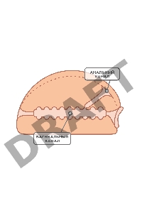 Мастурбатор реалистичный TOYFA Juicy Pussy Nicole с вибрацией , вагина и анус, TPR, телесный, 19 см